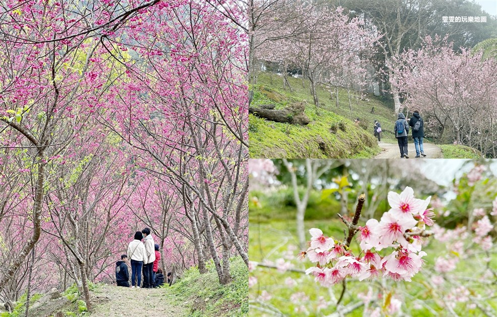 桃園復興賞櫻景點一日遊。浪漫櫻花季，粉紅風暴來襲，點亮整個北橫山頭 @雯雯的玩樂地圖