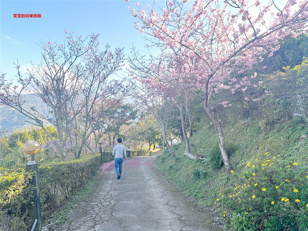 新竹。觀雲露營區，露營、採果、賞櫻好去處 @雯雯的玩樂地圖