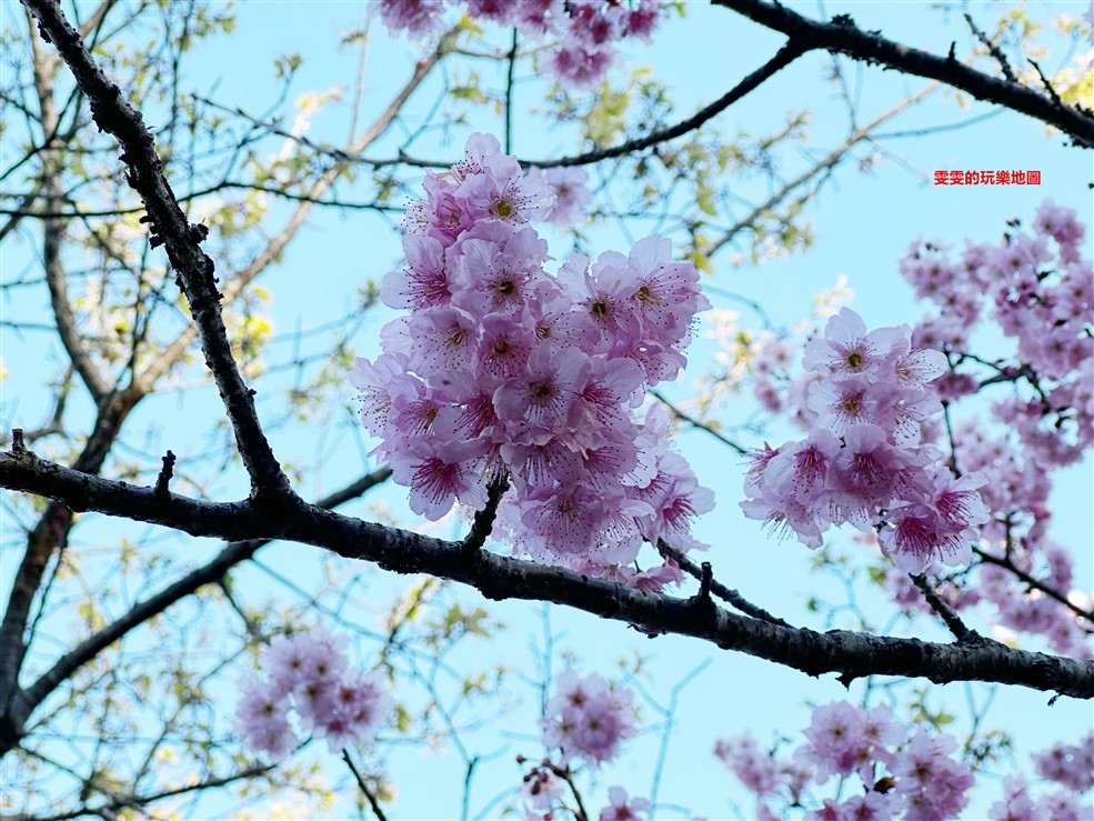 新竹。觀雲露營區，露營、採果、賞櫻好去處 @雯雯的玩樂地圖