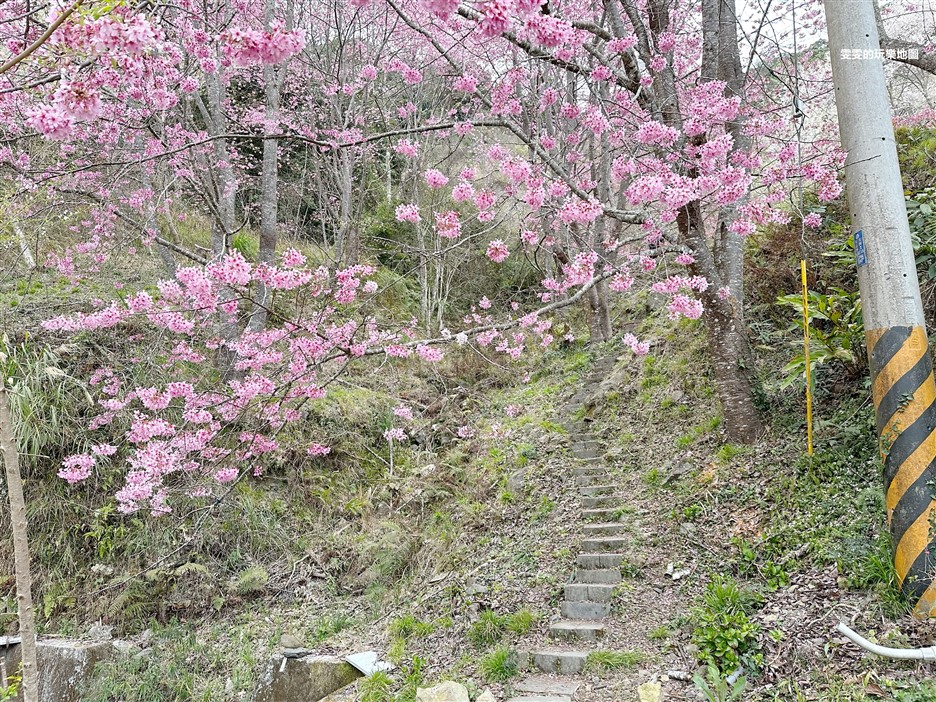 新竹尖石。萬里山園，粉白交錯的櫻花林，夢幻指數爆表 @雯雯的玩樂地圖