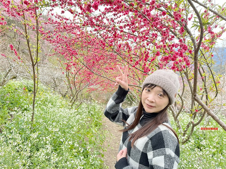 新竹尖石。萬里山園，粉白交錯的櫻花林，夢幻指數爆表 @雯雯的玩樂地圖