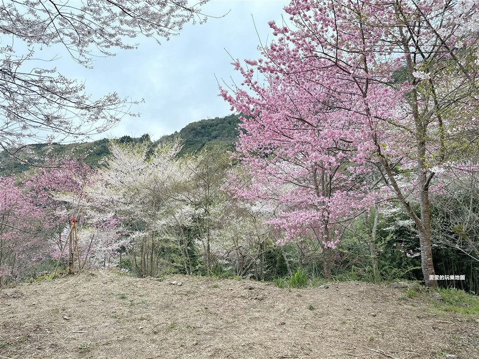 新竹尖石。萬里山園，粉白交錯的櫻花林，夢幻指數爆表 @雯雯的玩樂地圖