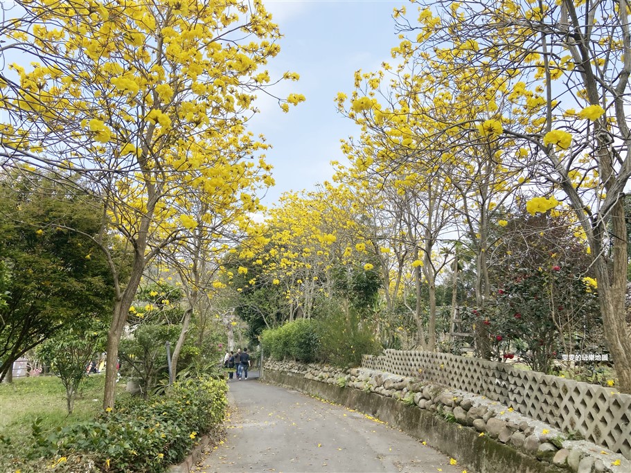 新竹新埔。巨埔休閒農場,黃花風鈴木花季,金豔登場 @雯雯的玩樂地圖