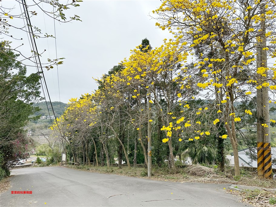 新竹新埔。巨埔休閒農場,黃花風鈴木花季,金豔登場 @雯雯的玩樂地圖