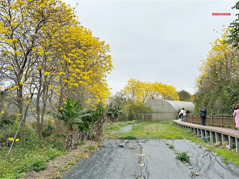 新竹新埔。巨埔休閒農場,黃花風鈴木花季,金豔登場 @雯雯的玩樂地圖