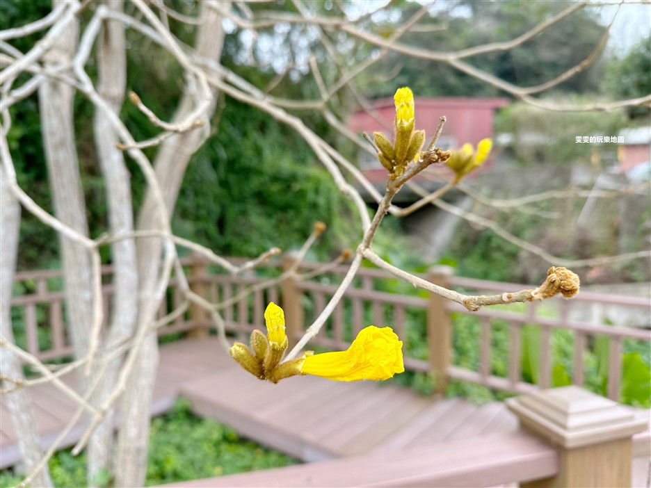 新竹新埔。巨埔休閒農場,黃花風鈴木花季,金豔登場 @雯雯的玩樂地圖