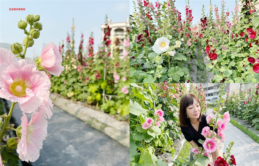 台中大甲。岷山蜀葵花海，小而美的秘境，完全免費參觀 @雯雯的玩樂地圖