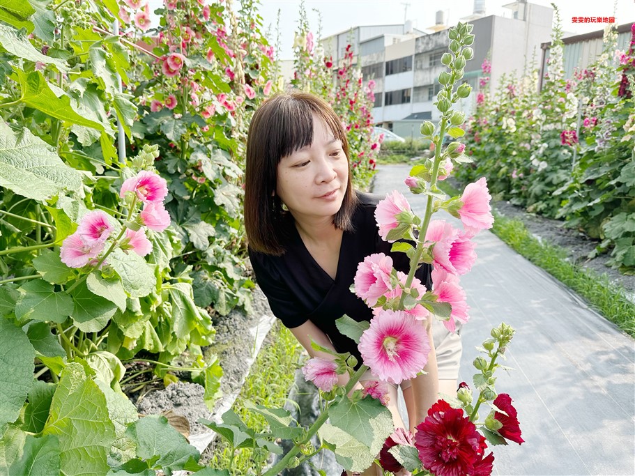 台中大甲。岷山蜀葵花海，小而美的秘境，完全免費參觀 @雯雯的玩樂地圖