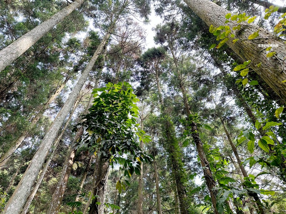 苗栗南庄。青杉嶴Ao Cafe，隱身在山中露營區內，被大自然包圍的森林系咖啡廳 @雯雯的玩樂地圖