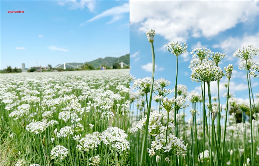 桃園大溪。大溪韭菜花季,季節限定九月雪,一整片白色的花海，彷彿浪漫的白雪 @雯雯的玩樂地圖