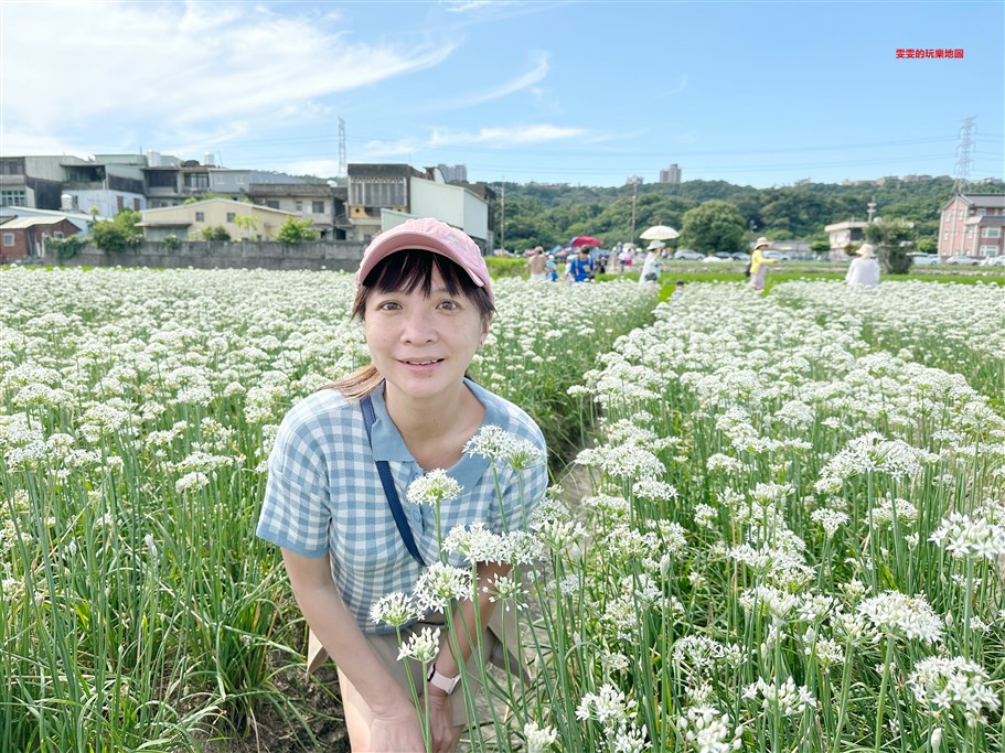 桃園大溪。大溪韭菜花季,季節限定九月雪,一整片白色的花海，彷彿浪漫的白雪 @雯雯的玩樂地圖