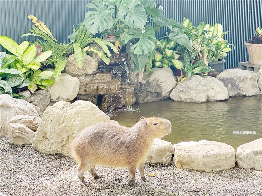 高雄小港。淨園農場,老少咸宜好去處,不僅可以近距離看飛機起降，還能與小動物們互動 @雯雯的玩樂地圖