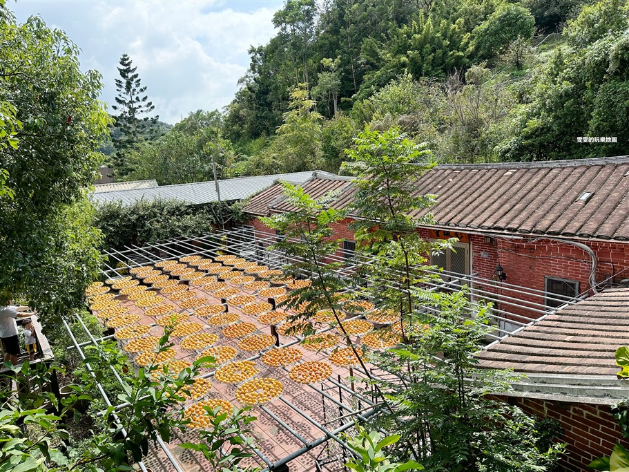 新竹新埔。金漢柿餅教育農園,柿子豐收的季節，一字排開的黃澄澄景色，吸引不少攝影愛好者來拍一波 @雯雯的玩樂地圖