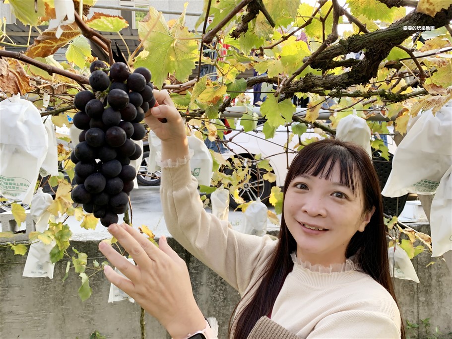 苗栗卓蘭。鎮雄觀光果園,來一趟體驗採果樂趣,葡萄、高接梨、楊桃 @雯雯的玩樂地圖