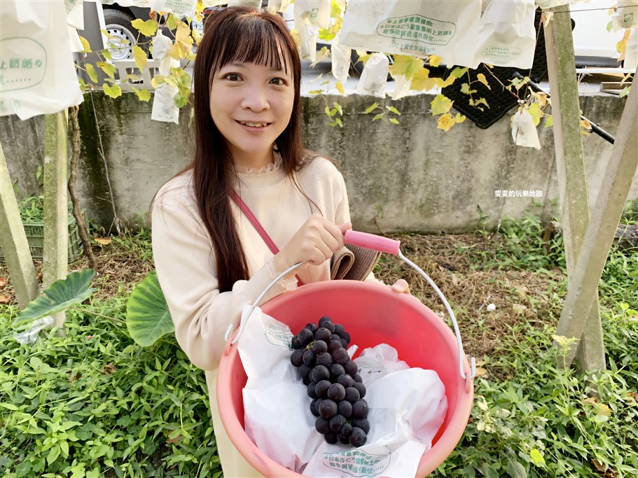 苗栗卓蘭。鎮雄觀光果園,來一趟體驗採果樂趣,葡萄、高接梨、楊桃 @雯雯的玩樂地圖