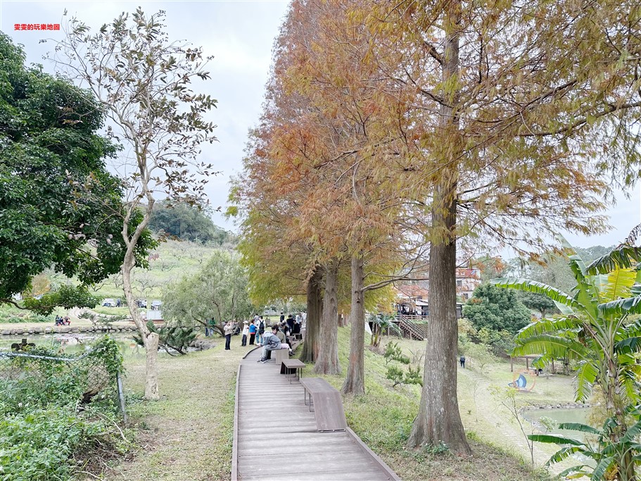 新竹北埔。北埔六塘石柿餅、落羽松,有著夢幻落羽松愛心池塘結合石柿餅的隱藏版落羽松秘境 @雯雯的玩樂地圖