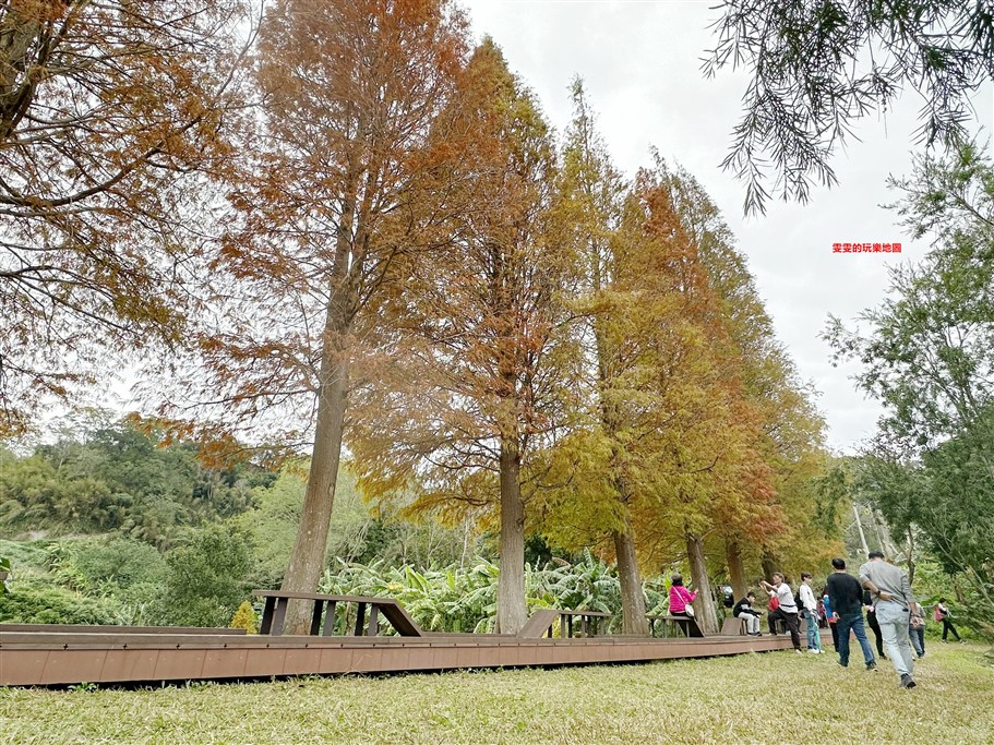 新竹北埔。北埔六塘石柿餅、落羽松,有著夢幻落羽松愛心池塘結合石柿餅的隱藏版落羽松秘境 @雯雯的玩樂地圖