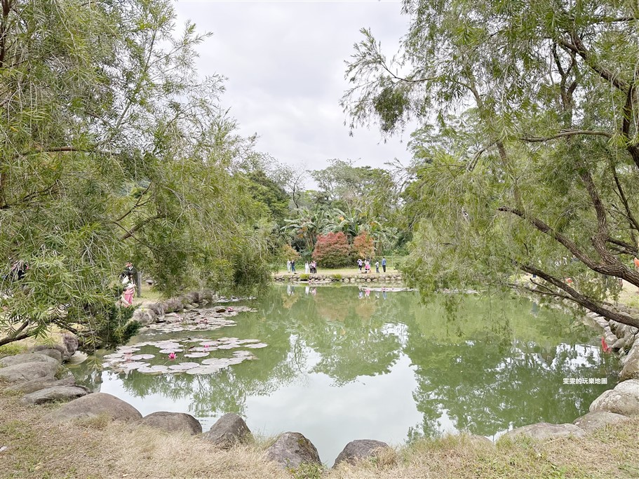 新竹北埔。北埔六塘石柿餅、落羽松,有著夢幻落羽松愛心池塘結合石柿餅的隱藏版落羽松秘境 @雯雯的玩樂地圖