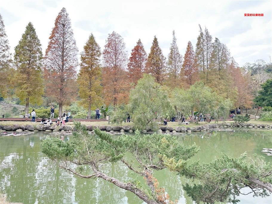 新竹北埔。北埔六塘石柿餅、落羽松,有著夢幻落羽松愛心池塘結合石柿餅的隱藏版落羽松秘境 @雯雯的玩樂地圖