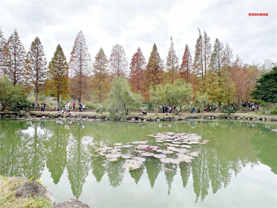 新竹北埔。北埔六塘石柿餅、落羽松,有著夢幻落羽松愛心池塘結合石柿餅的隱藏版落羽松秘境 @雯雯的玩樂地圖