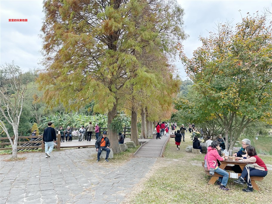 新竹北埔。北埔六塘石柿餅、落羽松,有著夢幻落羽松愛心池塘結合石柿餅的隱藏版落羽松秘境 @雯雯的玩樂地圖