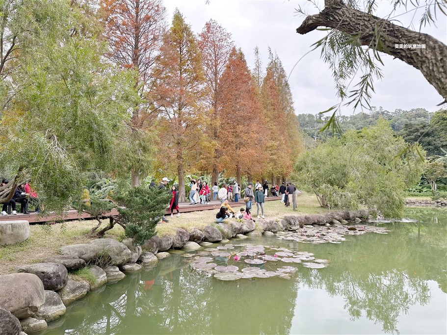 新竹北埔。北埔六塘石柿餅、落羽松,有著夢幻落羽松愛心池塘結合石柿餅的隱藏版落羽松秘境 @雯雯的玩樂地圖