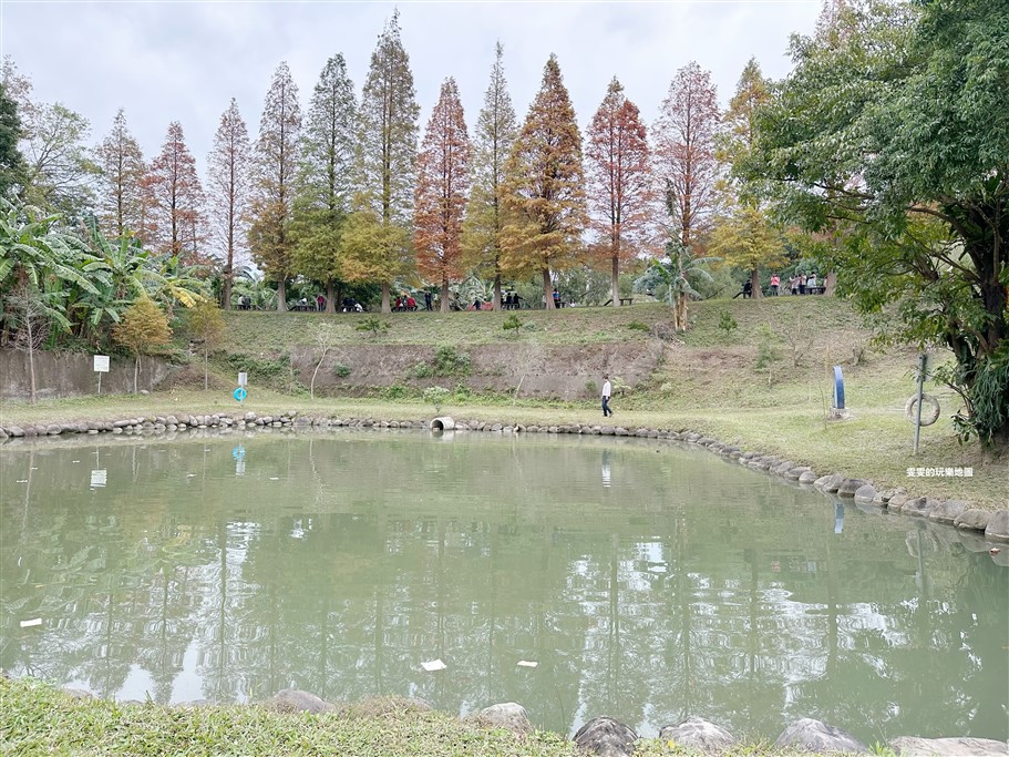 新竹北埔。北埔六塘石柿餅、落羽松,有著夢幻落羽松愛心池塘結合石柿餅的隱藏版落羽松秘境 @雯雯的玩樂地圖