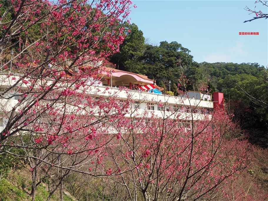 苗栗獅潭。協雲宮,過年走春好去處,隱藏在深山中的廟宇,同時也是賞櫻的聖地 @雯雯的玩樂地圖