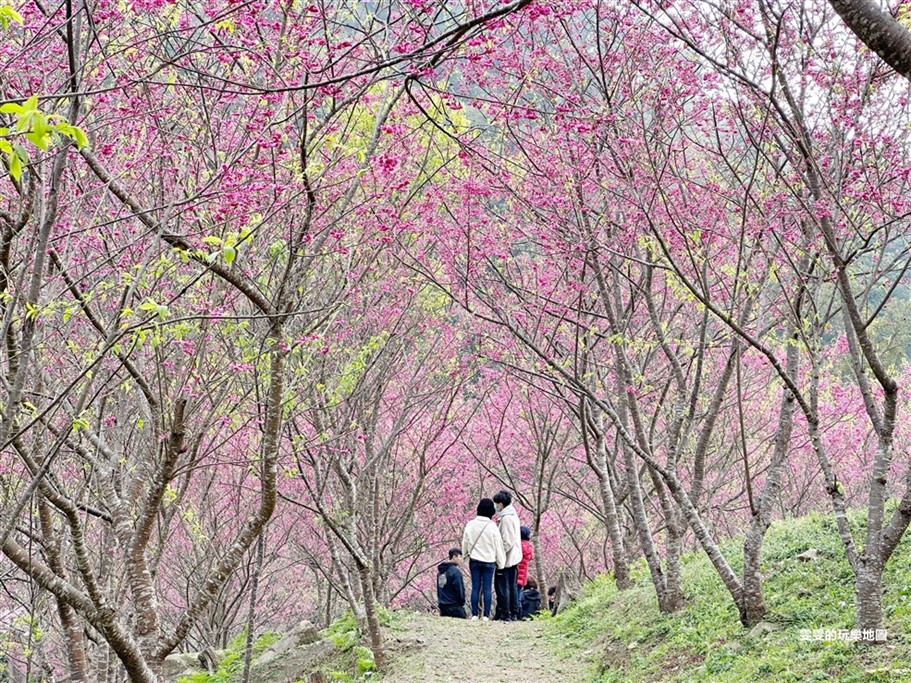 2025北橫櫻花季桃園復興賞櫻景點一日遊。浪漫櫻花季，粉紅風暴來襲，點亮整個北橫山頭 @雯雯的玩樂地圖