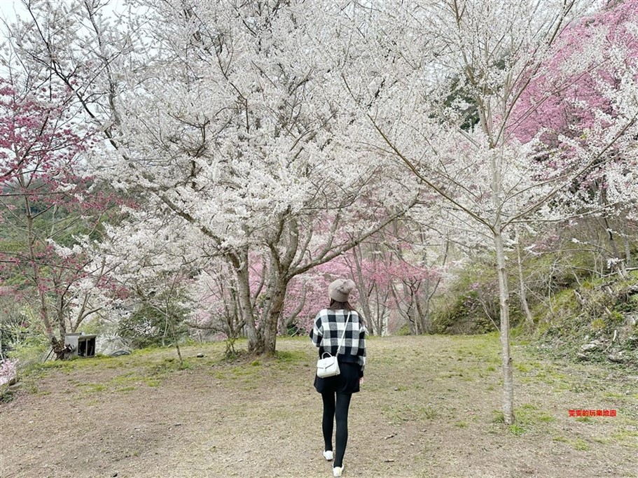 新竹尖石櫻花季~誰說只有遠的要命的司馬庫斯部落可以去 @雯雯的玩樂地圖