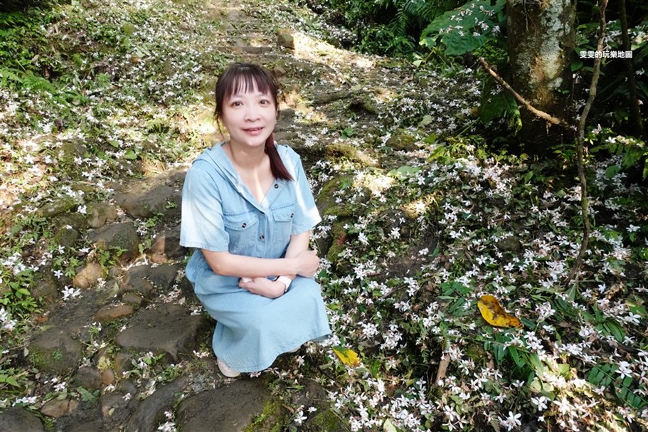 桃園大溪。大艽芎古道,桐花小徑中散步漫遊,五月雪浪漫爆發 @雯雯的玩樂地圖