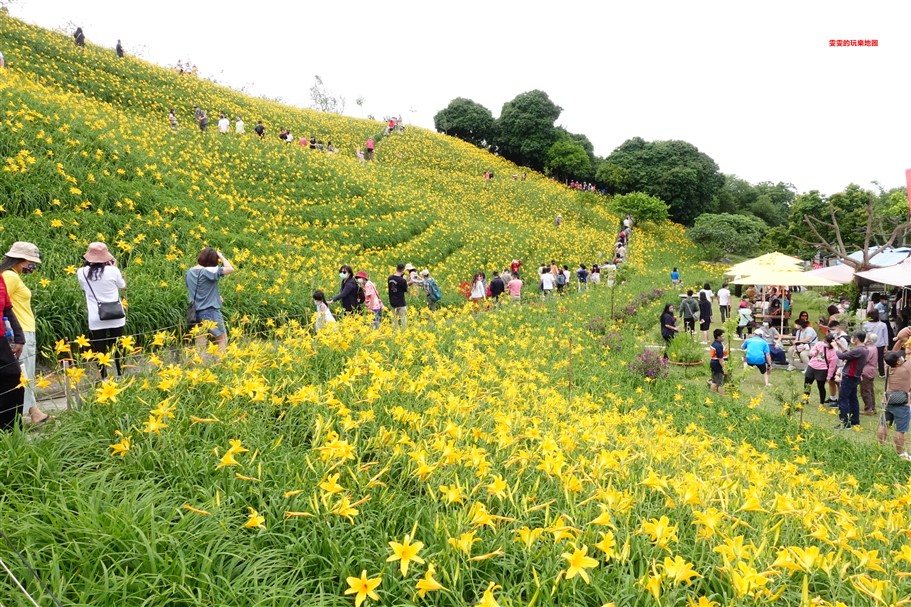 彰化花壇。虎山巖金針花，中部最壯觀的金針花毯 @雯雯的玩樂地圖