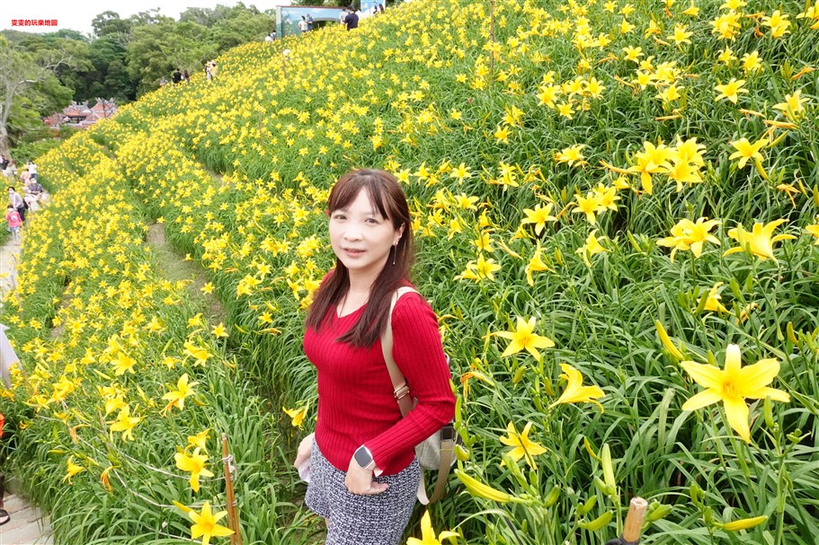 彰化花壇。虎山巖金針花，中部最壯觀的金針花毯 @雯雯的玩樂地圖