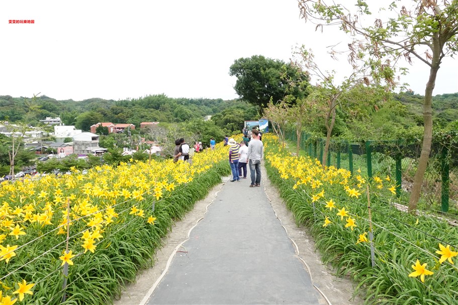彰化花壇。虎山巖金針花，中部最壯觀的金針花毯 @雯雯的玩樂地圖
