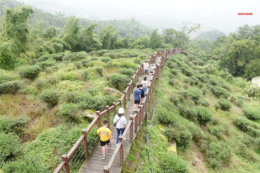 嘉義梅山。太興岩步道，全程穿梭在茶園和樹林間，輕鬆好走，肉腳級也能駕馭 @雯雯的玩樂地圖
