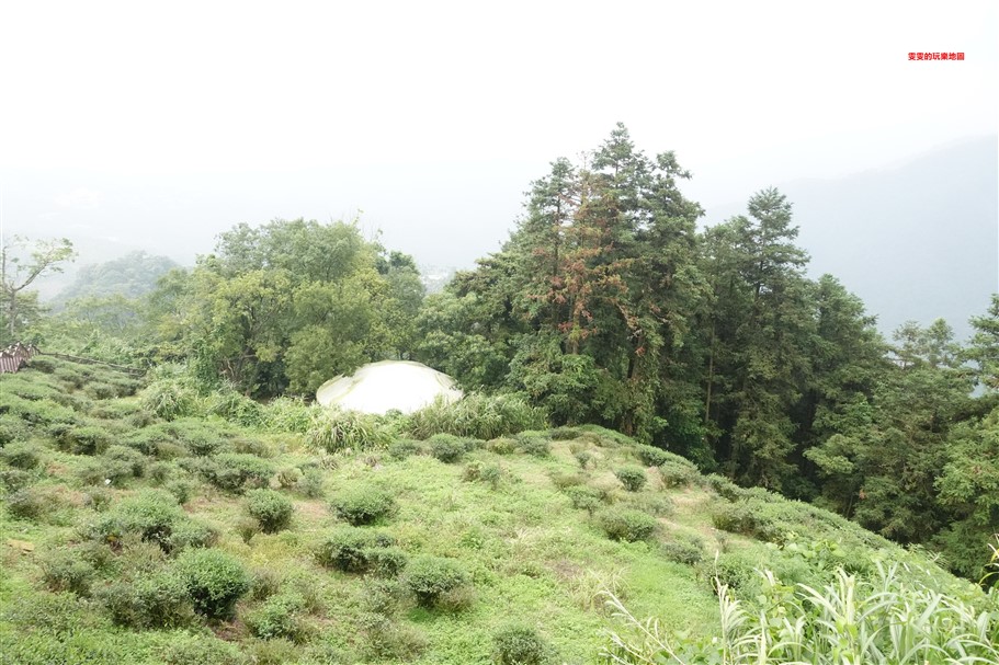 嘉義梅山。太興岩步道，全程穿梭在茶園和樹林間，輕鬆好走，肉腳級也能駕馭 @雯雯的玩樂地圖