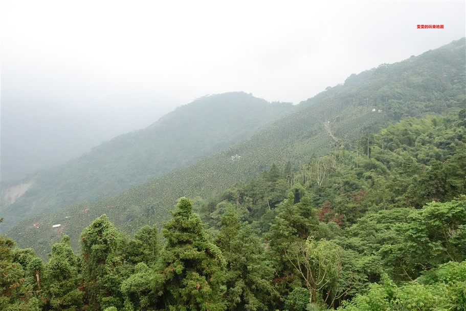 嘉義梅山。太興岩步道，全程穿梭在茶園和樹林間，輕鬆好走，肉腳級也能駕馭 @雯雯的玩樂地圖