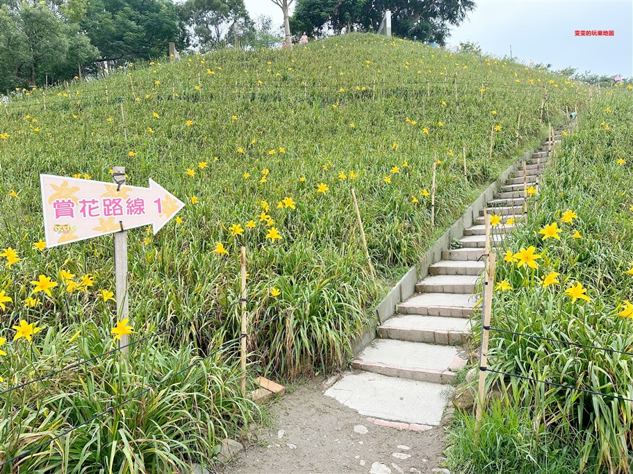 彰化花壇。虎山巖金針花，中部最壯觀的金針花毯 @雯雯的玩樂地圖