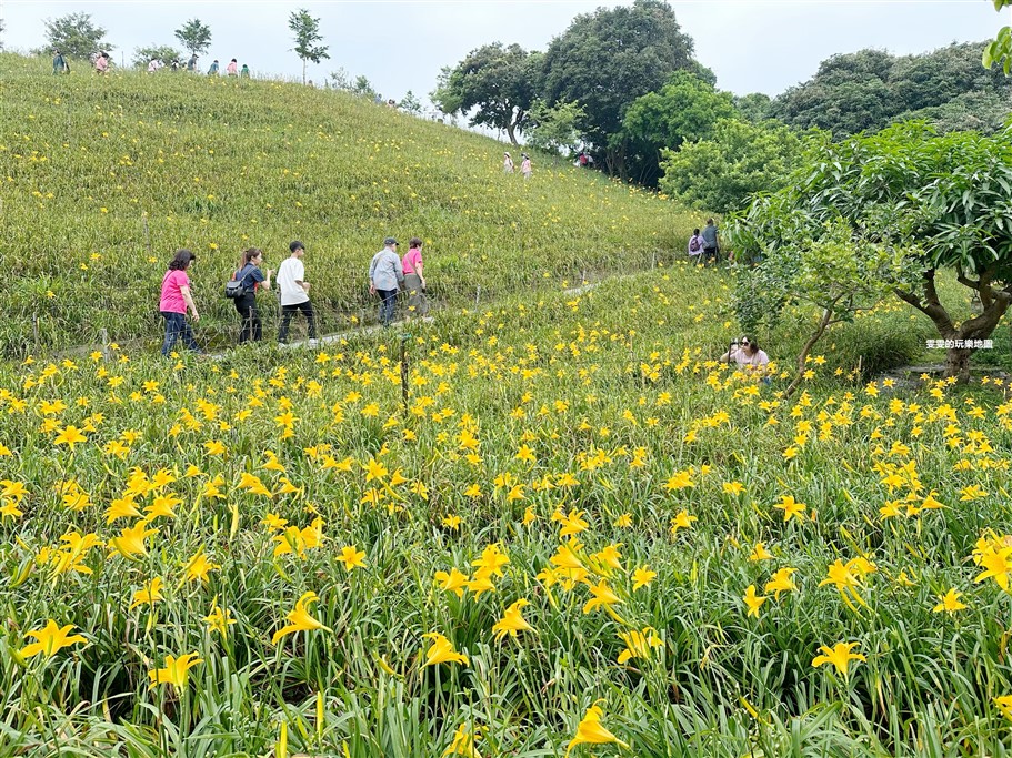 彰化花壇。虎山巖金針花，中部最壯觀的金針花毯 @雯雯的玩樂地圖