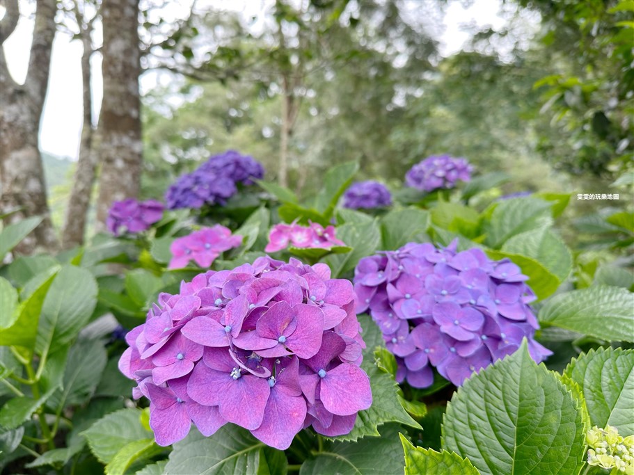苗栗南庄。杉林松境休閒農場(繡球花花季),爆炸滿開的繡球花,隨便拍隨便美,好適合拍個人寫真集啊 @雯雯的玩樂地圖