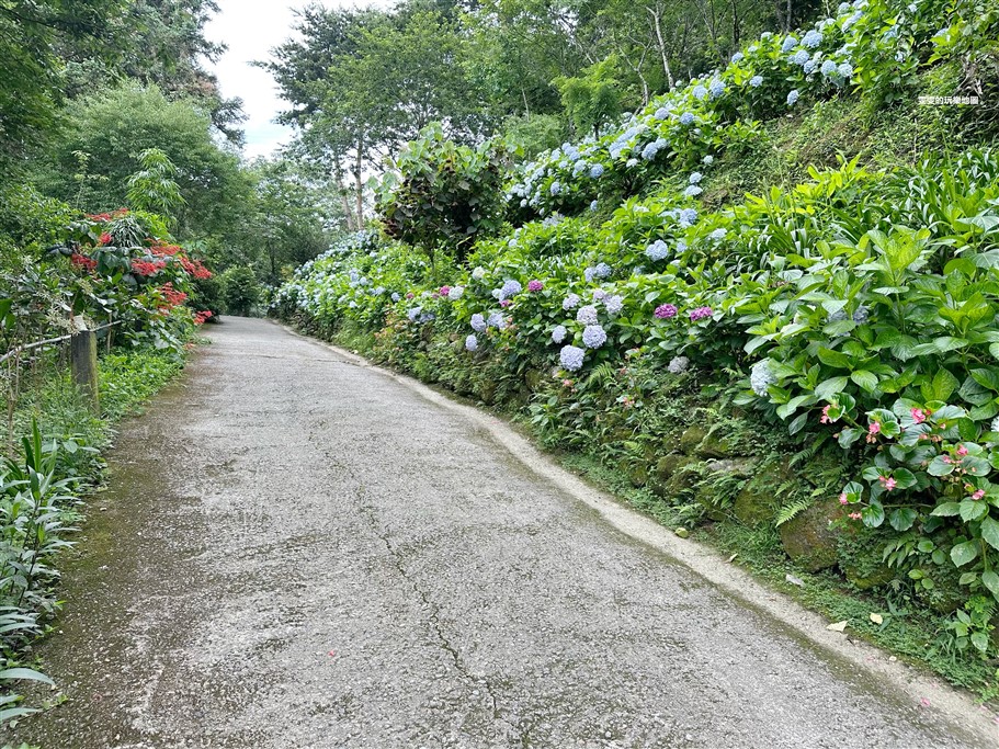 苗栗南庄。杉林松境休閒農場(繡球花花季),爆炸滿開的繡球花,隨便拍隨便美,好適合拍個人寫真集啊 @雯雯的玩樂地圖