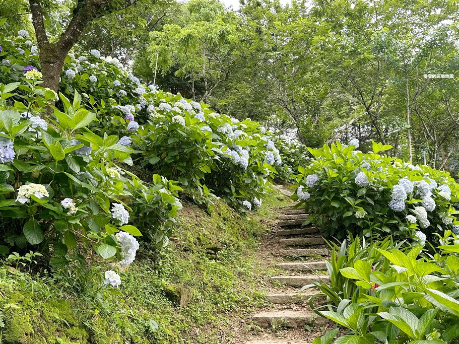 苗栗南庄。杉林松境休閒農場(繡球花花季),爆炸滿開的繡球花,隨便拍隨便美,好適合拍個人寫真集啊 @雯雯的玩樂地圖