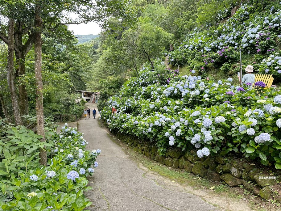 苗栗南庄。杉林松境休閒農場(繡球花花季),爆炸滿開的繡球花,隨便拍隨便美,好適合拍個人寫真集啊 @雯雯的玩樂地圖
