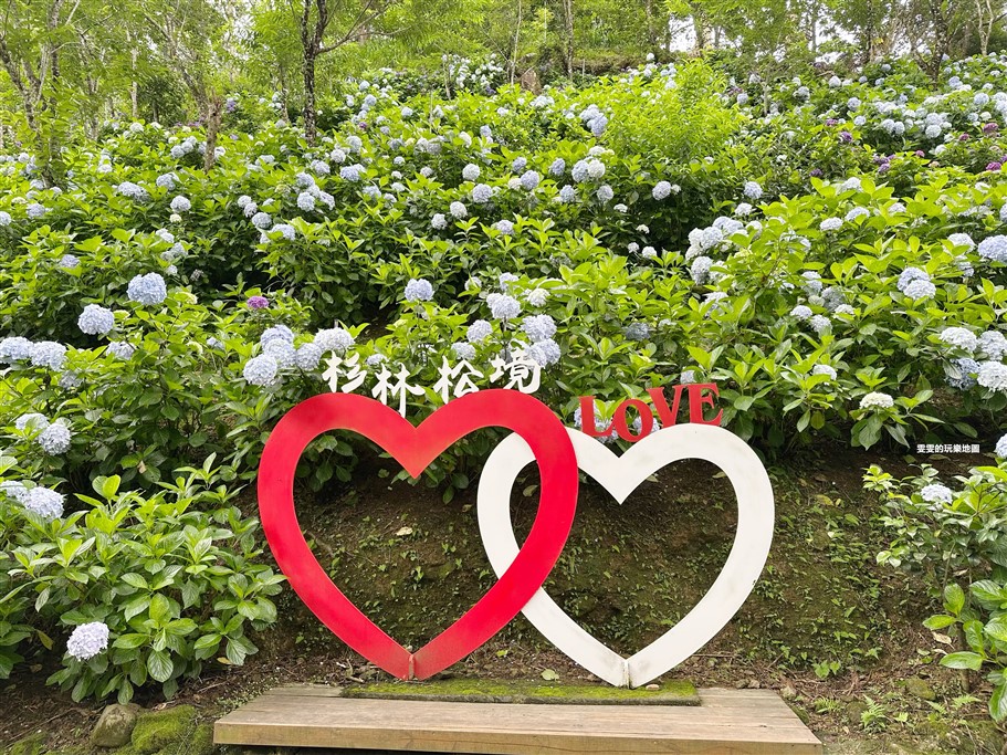 苗栗南庄。杉林松境休閒農場(繡球花花季),爆炸滿開的繡球花,隨便拍隨便美,好適合拍個人寫真集啊 @雯雯的玩樂地圖