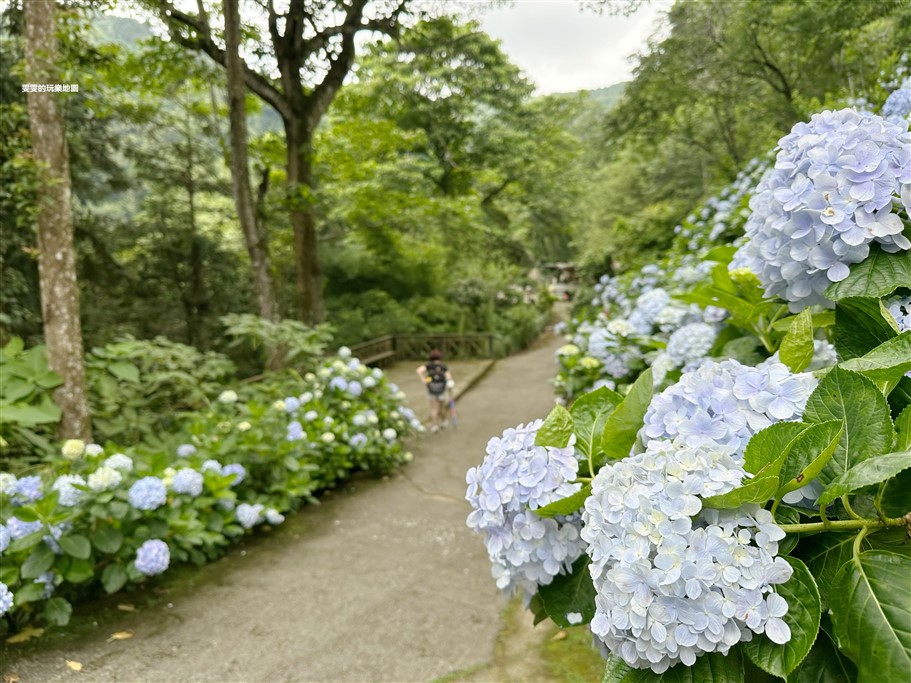 苗栗南庄。杉林松境休閒農場(繡球花花季),爆炸滿開的繡球花,隨便拍隨便美,好適合拍個人寫真集啊 @雯雯的玩樂地圖