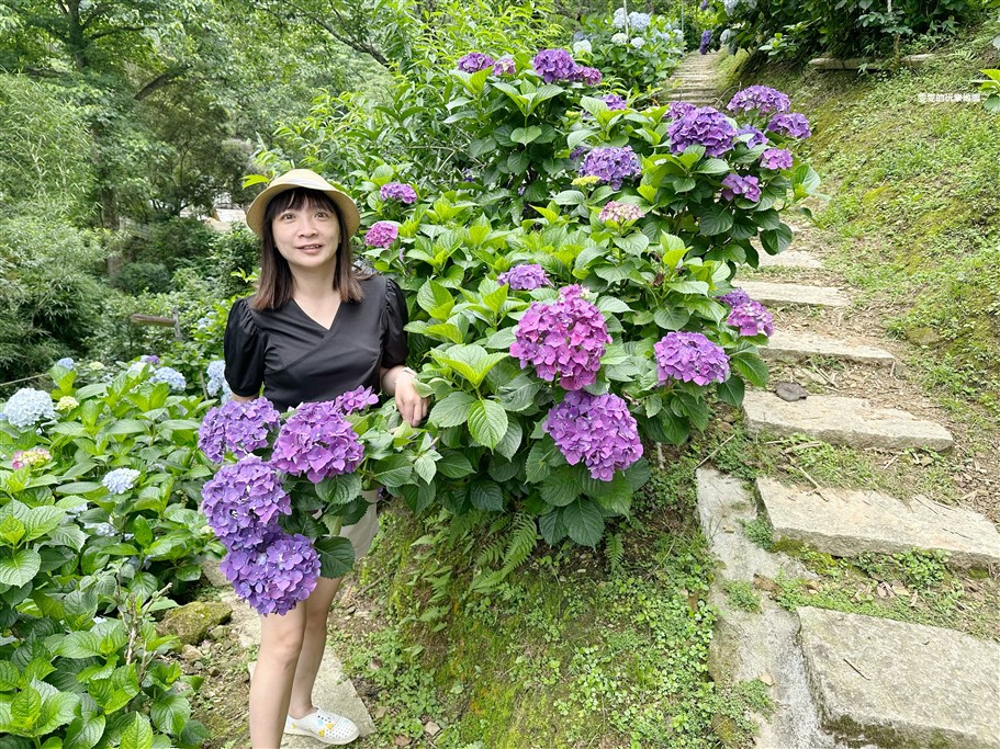 苗栗南庄。杉林松境休閒農場(繡球花花季),爆炸滿開的繡球花,隨便拍隨便美,好適合拍個人寫真集啊 @雯雯的玩樂地圖