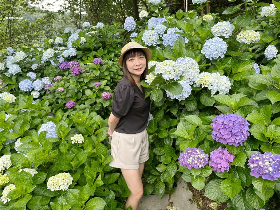 苗栗南庄。杉林松境休閒農場(繡球花花季),爆炸滿開的繡球花,隨便拍隨便美,好適合拍個人寫真集啊 @雯雯的玩樂地圖