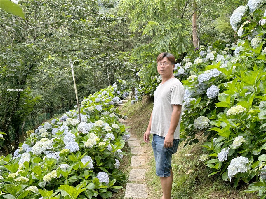 苗栗南庄。杉林松境休閒農場(繡球花花季),爆炸滿開的繡球花,隨便拍隨便美,好適合拍個人寫真集啊 @雯雯的玩樂地圖