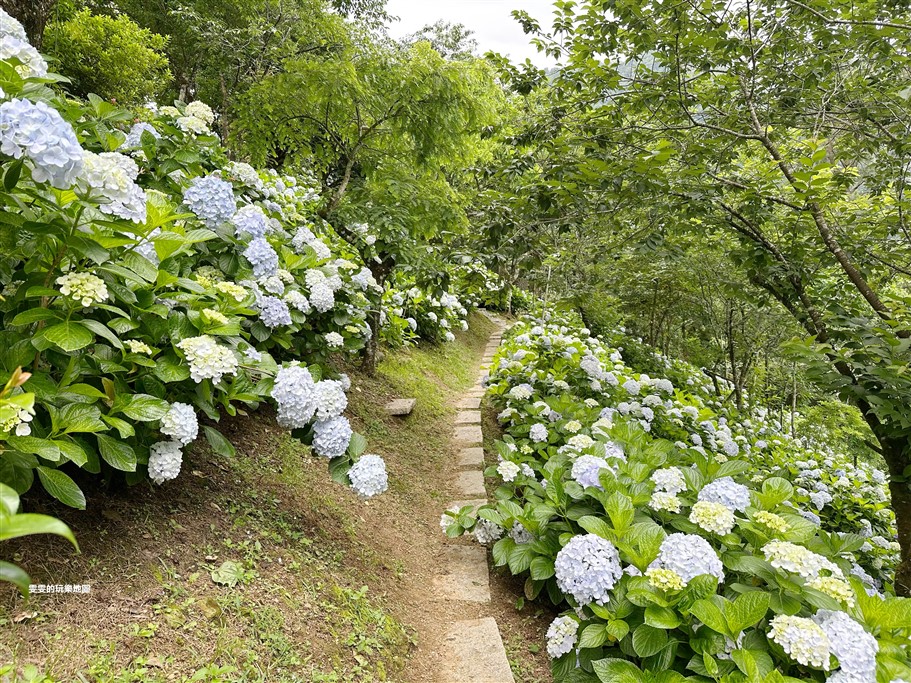 苗栗南庄。杉林松境休閒農場(繡球花花季),爆炸滿開的繡球花,隨便拍隨便美,好適合拍個人寫真集啊 @雯雯的玩樂地圖
