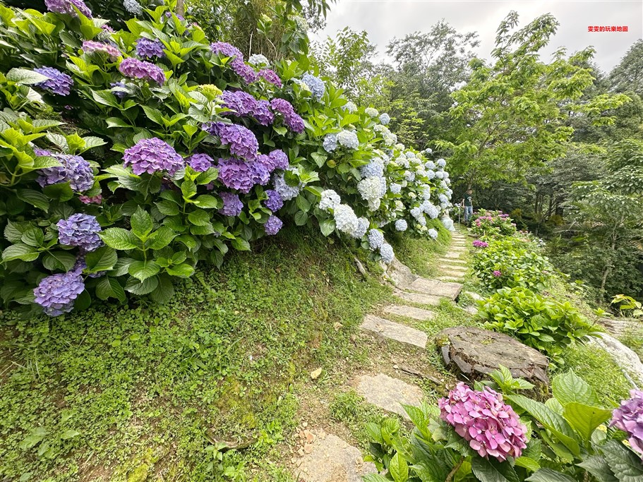 苗栗南庄。杉林松境休閒農場(繡球花花季),爆炸滿開的繡球花,隨便拍隨便美,好適合拍個人寫真集啊 @雯雯的玩樂地圖